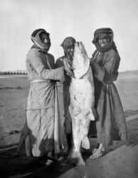 Arabi civili con un grande pesce, 1914-18